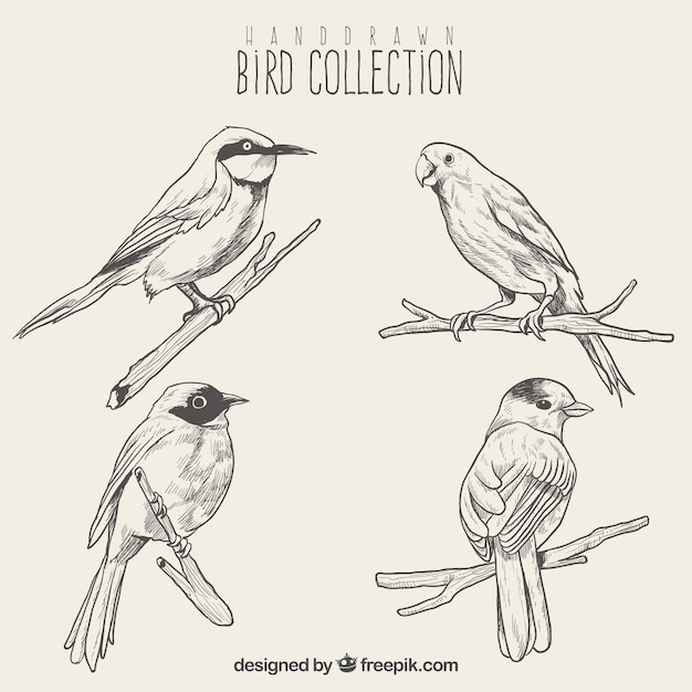 Set of bird sketches