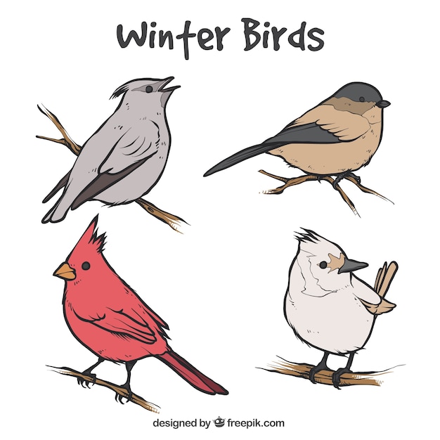 Free Vector set of birds sketches on branches