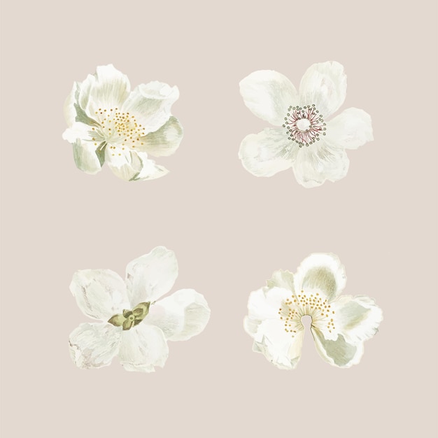 Free Vector  set of blooming flower