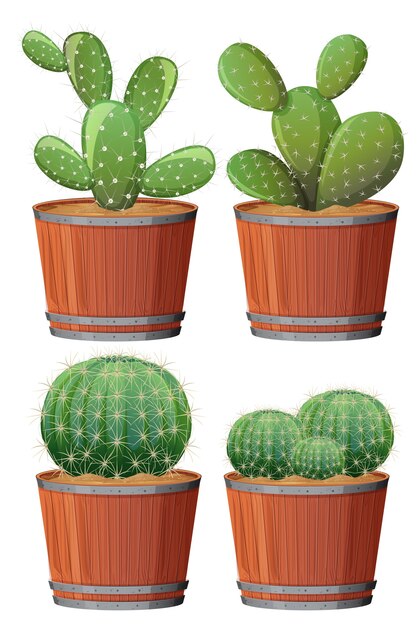 Set of cactus in a wooden pot isolated on white background