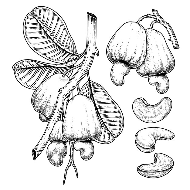 Set of cashew fruit hand drawn elements botanical illustration