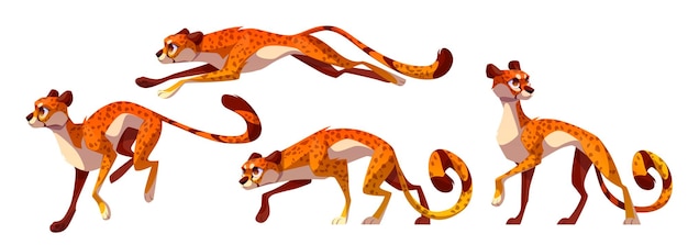 Set of cheetah leopard or jaguar Wild cat from tropical jungle in Africa Jumping running and walking gepard exotic animal with spotted fur vector cartoon set isolated on white background