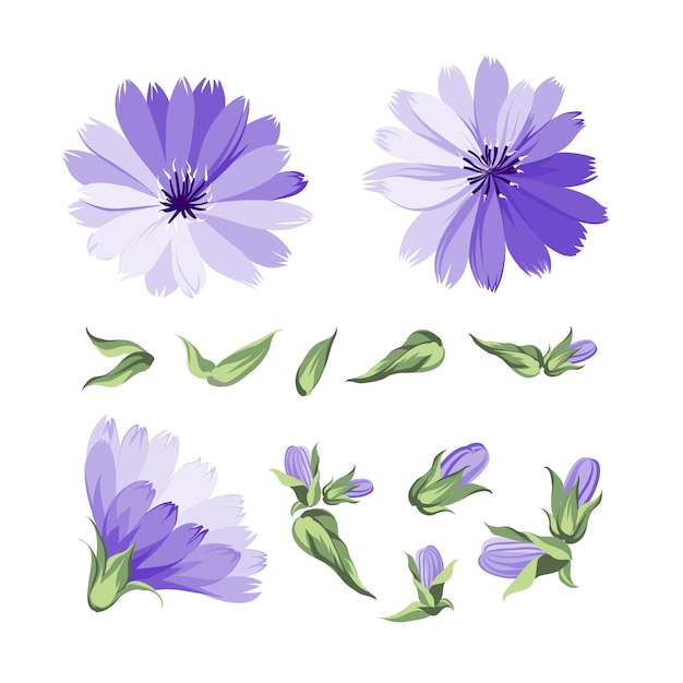 Set of chicory flowers