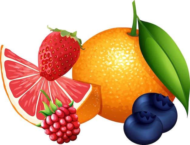 Free Vector set of citrus fruits on white background