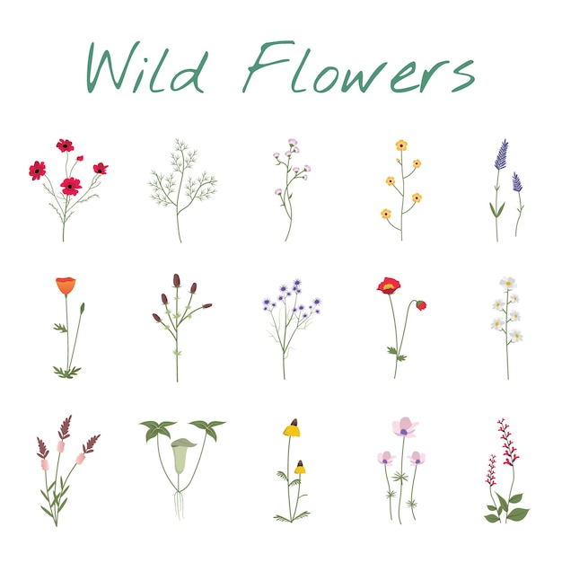 Set Collection of Wild Flowers Illustration