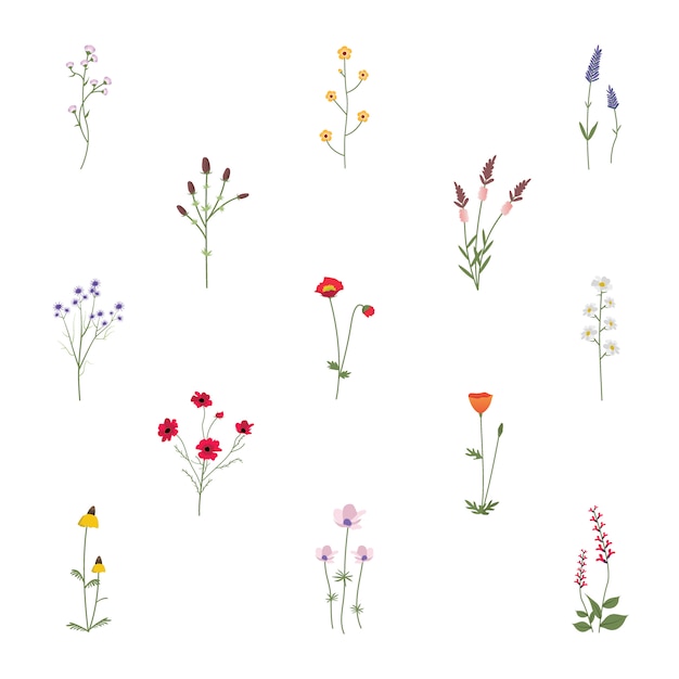 Free Vector set collection of wild flowers vector illustration