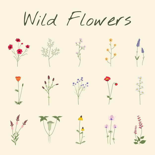 Free vector set collection of wild flowers