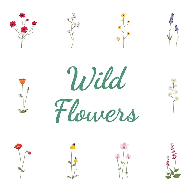 Set Collection of Wild Flowers 