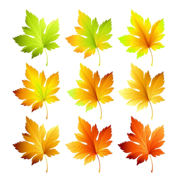 Free vector set of colorful autumn leaves.