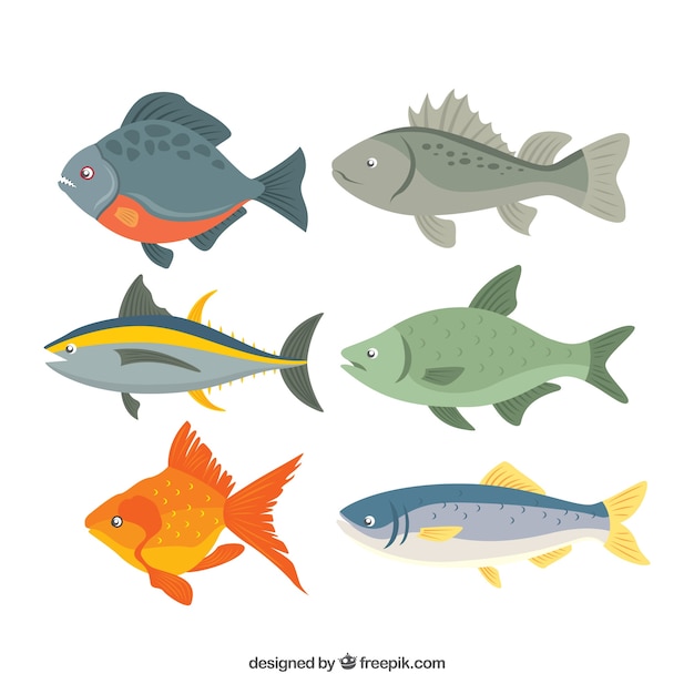 Set of colorful fishes in flat style