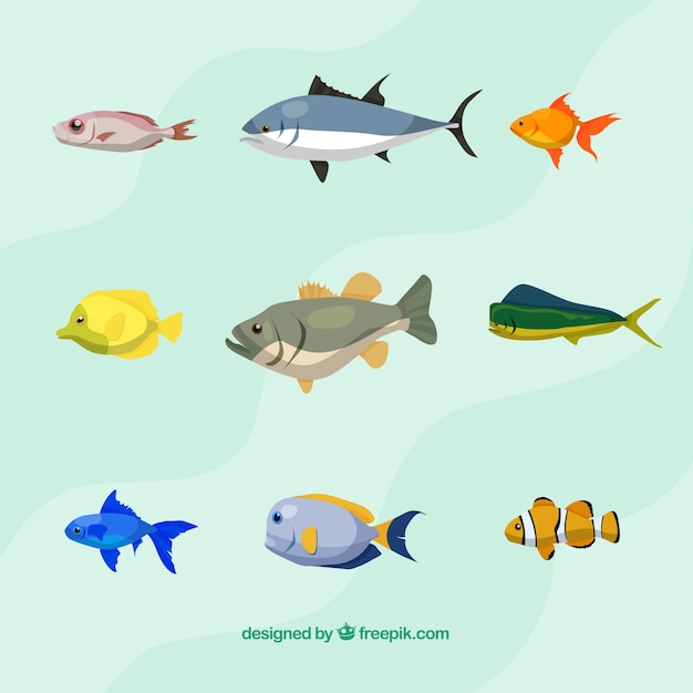 Set of colorful fishes in flat style