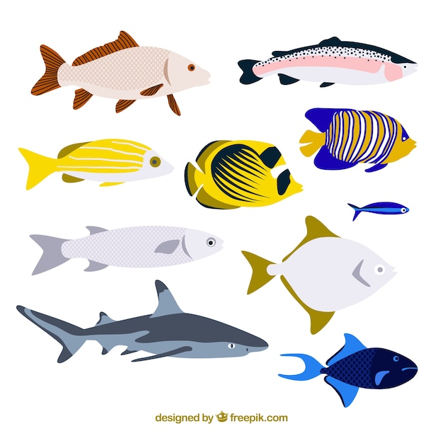 Set of colorful fishes in flat style