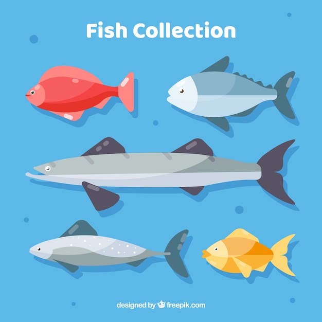 Set of colorful fishes in flat style