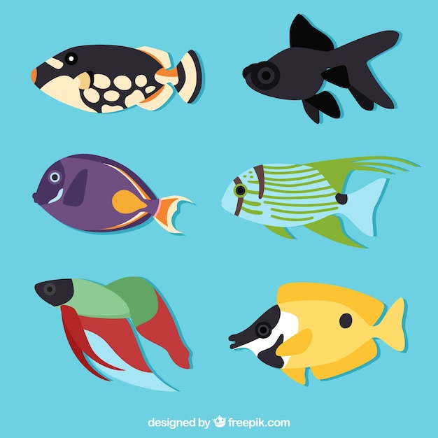 Set of colorful fishes in hand drawn style