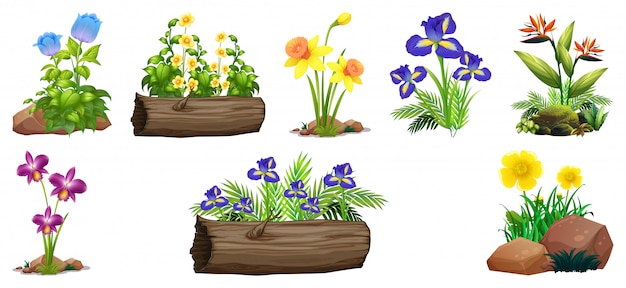 Free Vector set of colorful flowers on rocks and wood