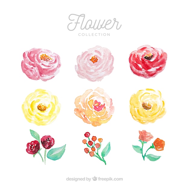 Free Vector set of colorful flowers in watecolor style