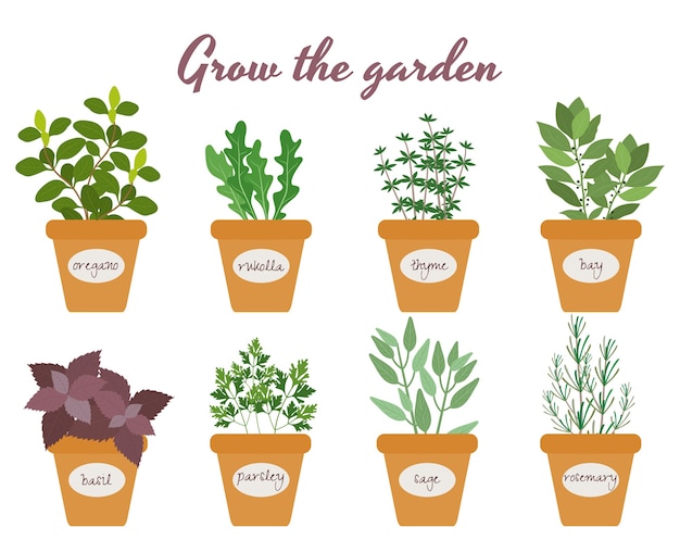 Set of culinary herbs in pots