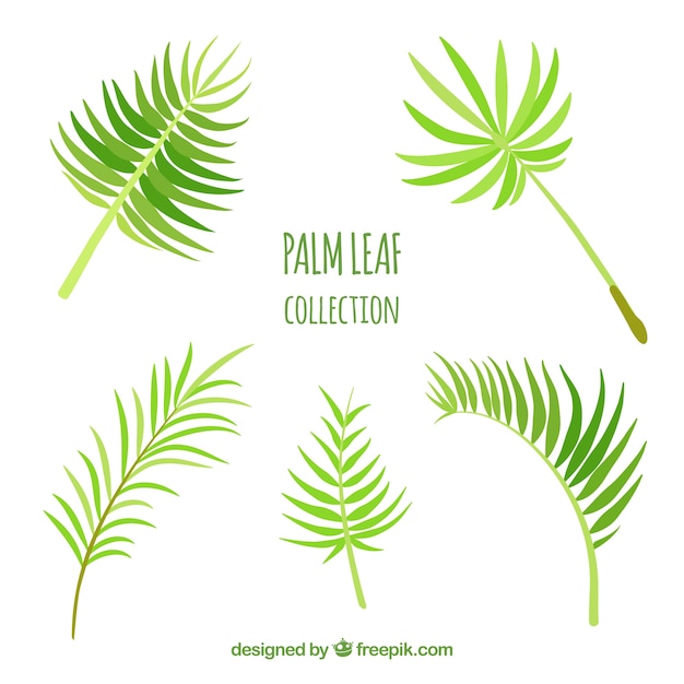 Set of decorative palm leaves