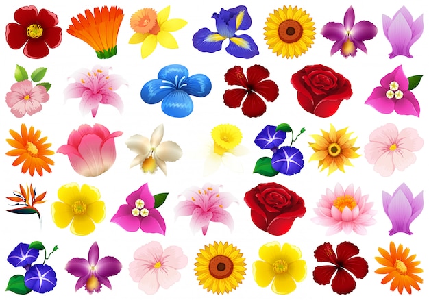 Set of different flower