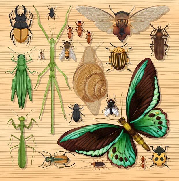 Set of different insects on wooden wallpaper background