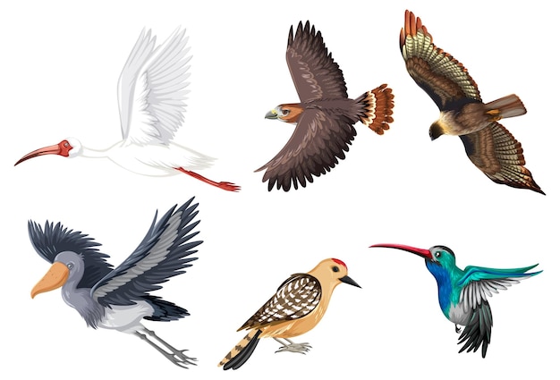 Free vector set of different kinds of birds