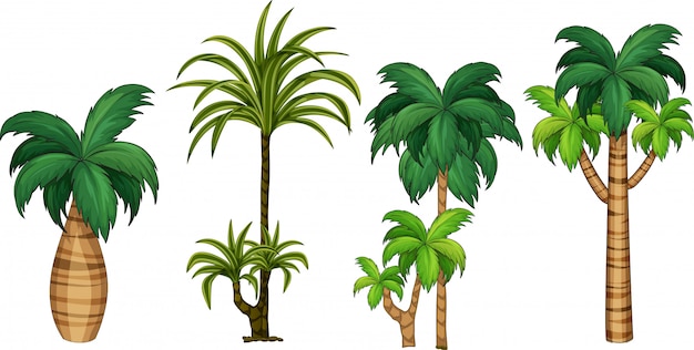 Free Vector set of different palm tree