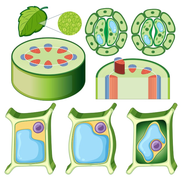 Free vector set of different plant cells