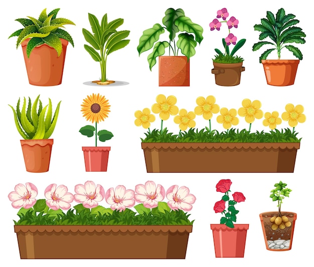 Set of different plants in pots isolated on white background