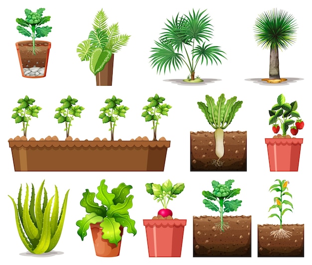 Free Vector set of different plants in pots isolated on white background