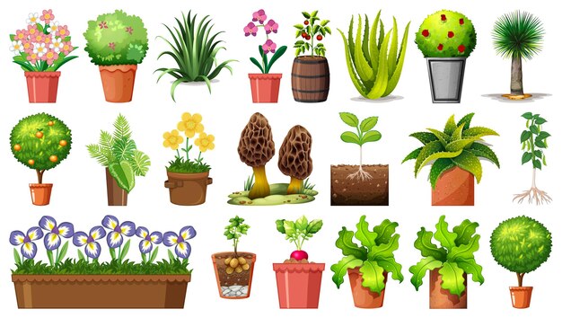 Set of different plants in pots isolated on white background