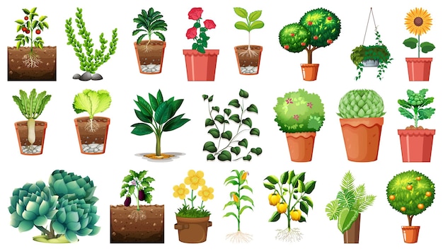 Free Vector set of different plants in pots isolated on white background