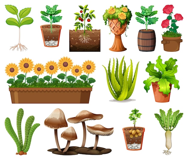 Free Vector set of different plants in pots isolated on white