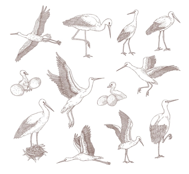 Free vector set of different storks graphic monochrome flat illustration.