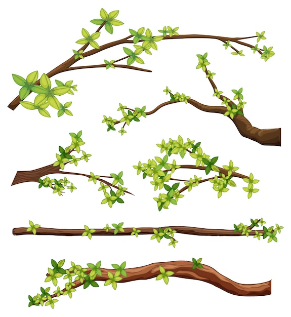 Free vector set of different tree branches isolated