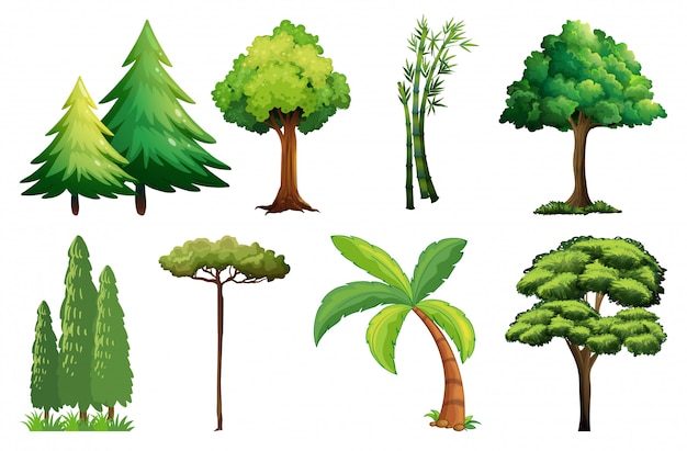 Set of different tree