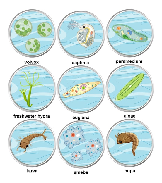 Free Vector set of different types of unicellular organisms