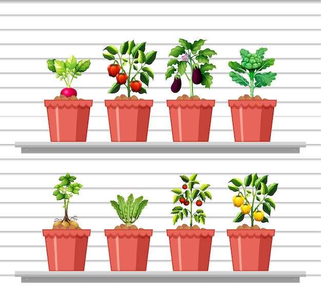 Free vector set of different vegetables in different pot on white wall shelf