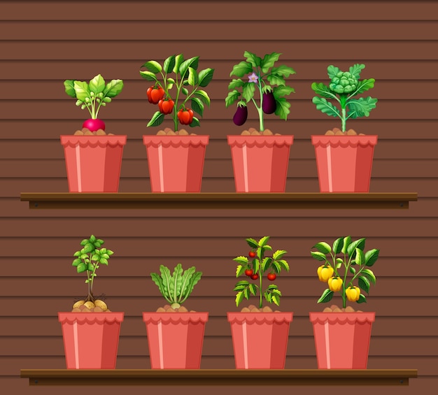 Free vector set of different vegetables in different pot on wood wall shelf