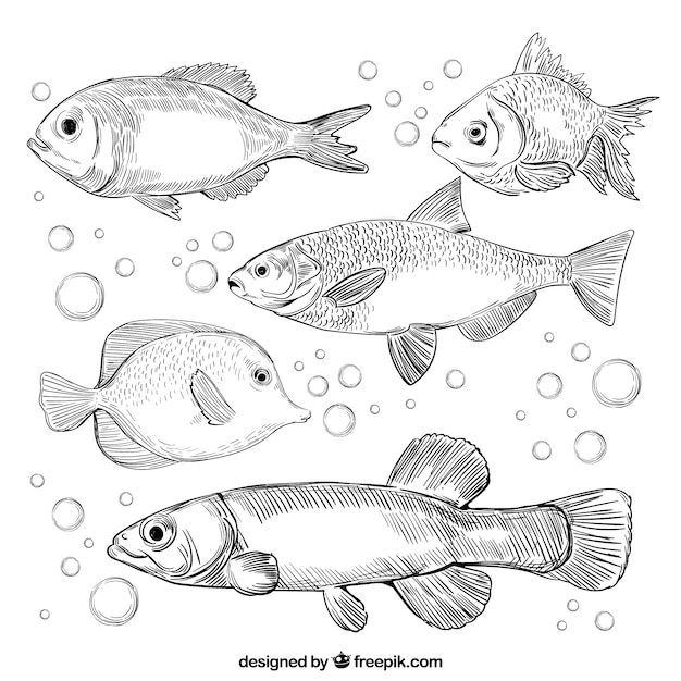 Set of fishes in hand drawn style