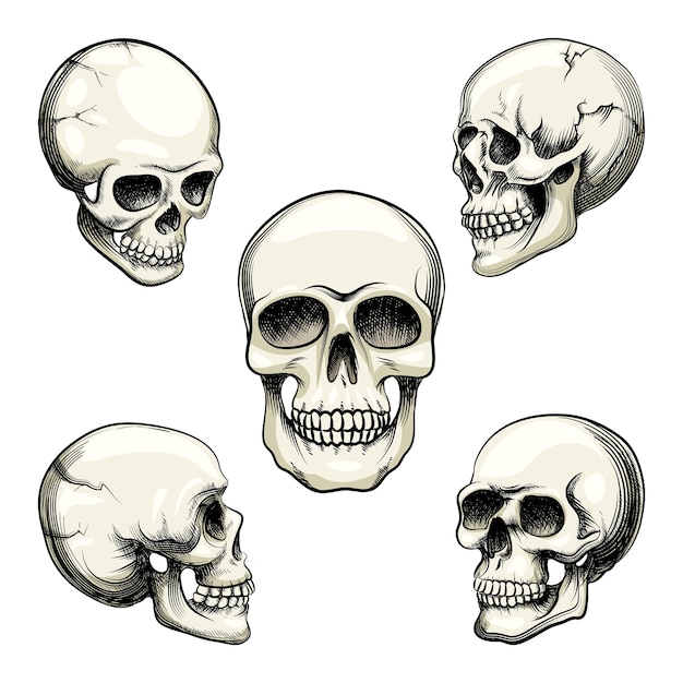 Free vector set of five different greyscale views of a naturalistic human skull with teeth  vector illustration isolated on white