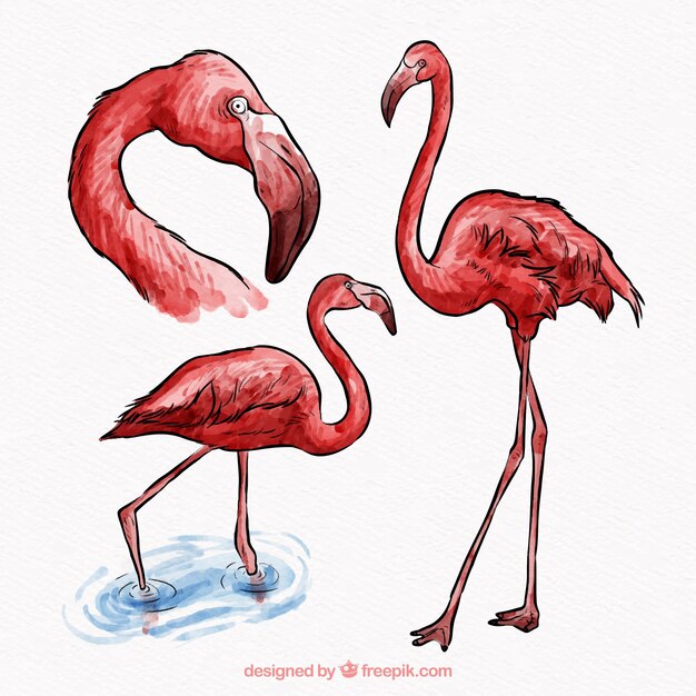 Set of flamingos in different postures