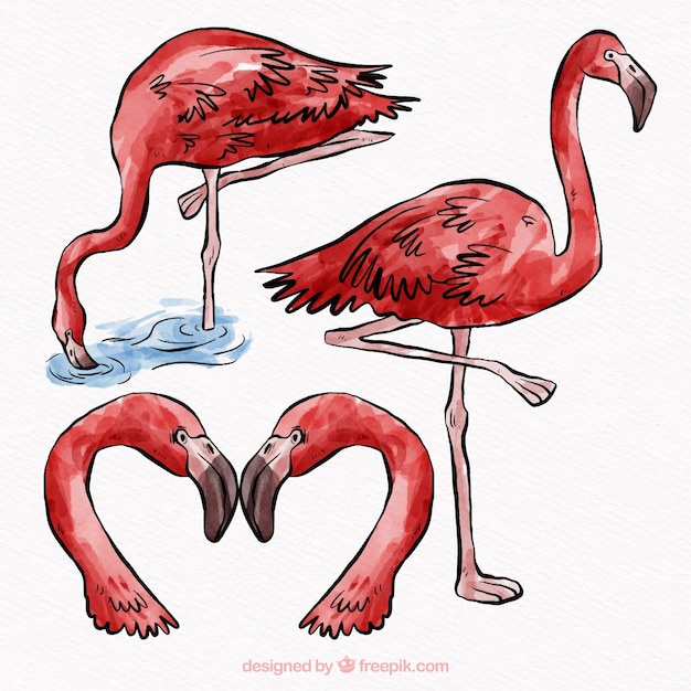 Set of flamingos in different postures