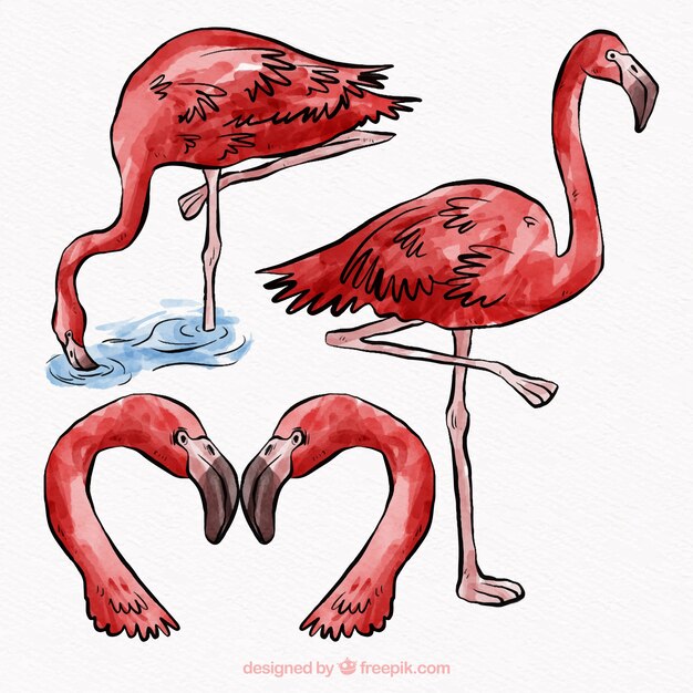 Set of flamingos in different postures