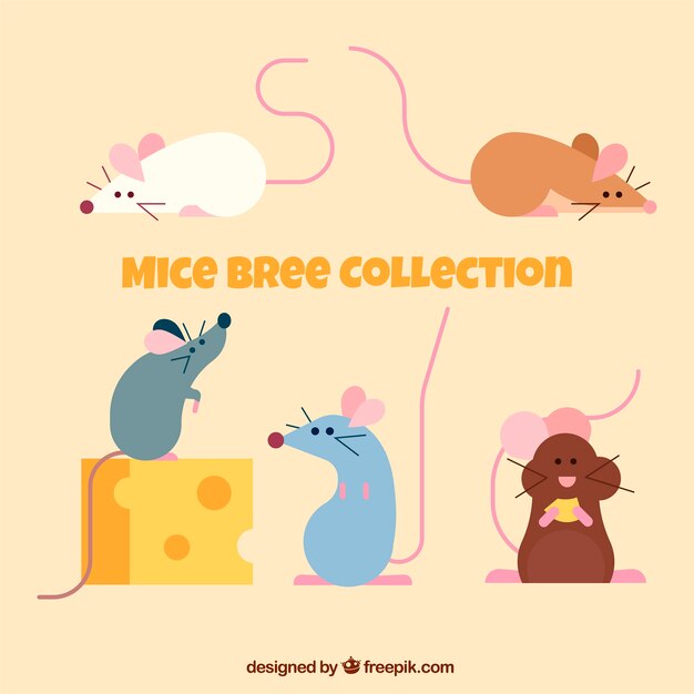 Set of flat mice breeds