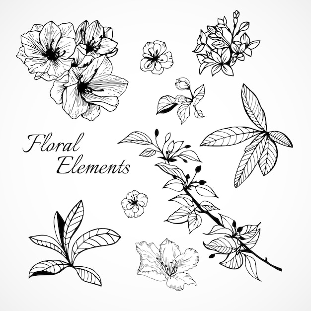 Free vector set of floral elements