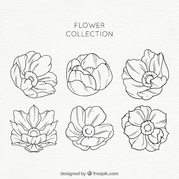 Free Vector set of flowers in hand drawn style