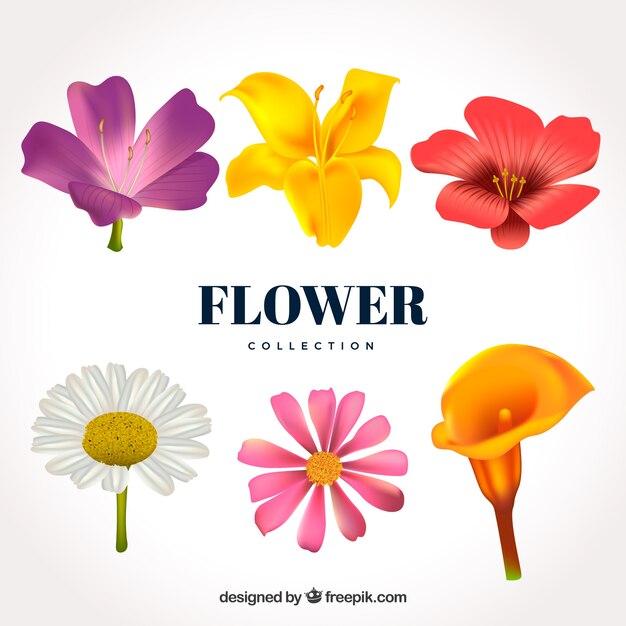 Set of flowers in realistic style