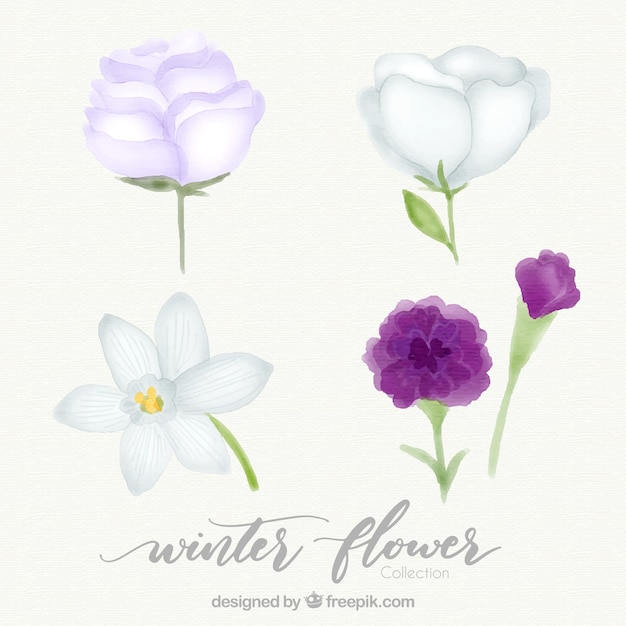 Free vector set of four watercolour winter flowers