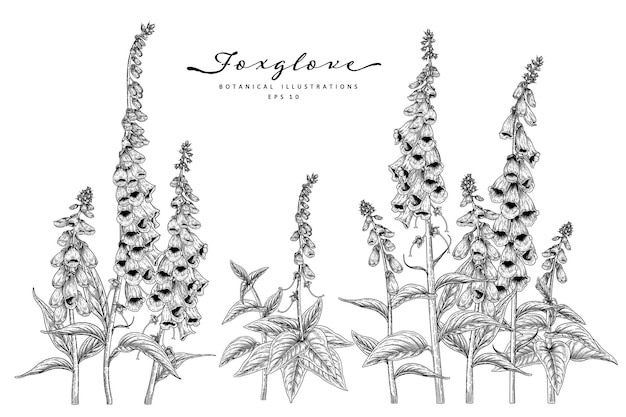 Set of Foxglove flower Hand Drawn Botanical Illustrations.