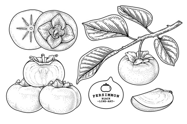 Set of fuyu persimmon fruit hand drawn elements botanical illustration